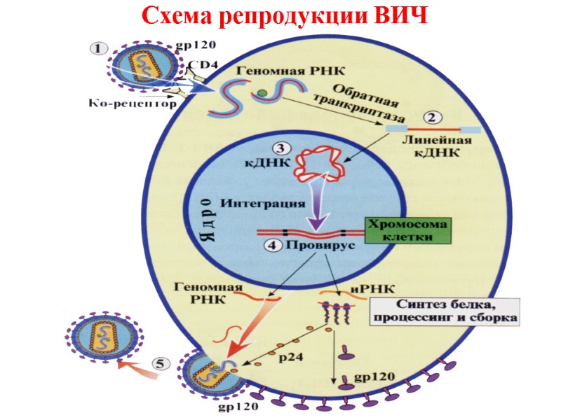 Схема репродукции ВИЧ